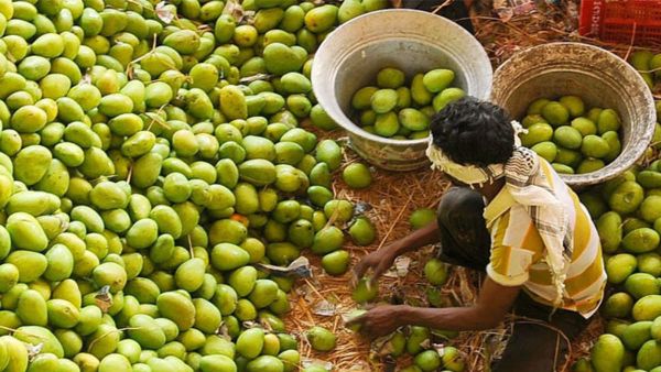 mango market establish at jagtial mango market establish at jagtial