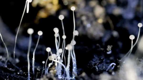 AP government includes Black Fungus treatment into Arogyasri coverage AP government includes Black Fungus treatment into Arogyasri coverage