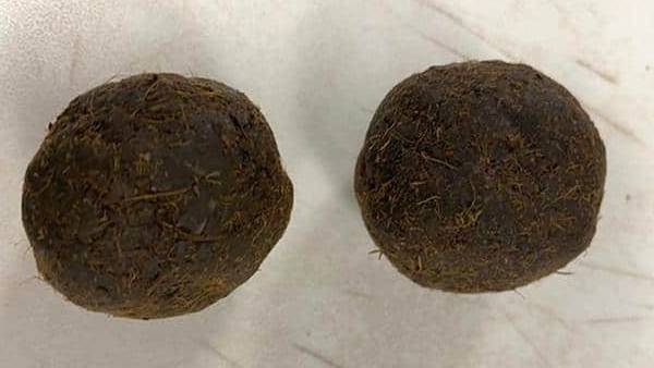 Cow dung cakes found in Indian passenger’s luggage at US airport Cow dung cakes found in Indian passenger’s luggage at US airport