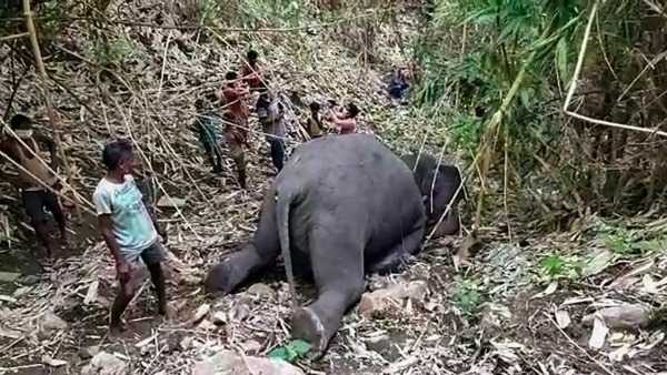 పిడుగుపాటు 18 ఏనుగులు