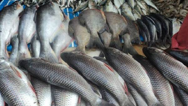 Kolkata Buyers wary of fish from Uttar Pradesh, Madhya Pradesh rivers Kolkata Buyers wary of fish from Uttar Pradesh, Madhya Pradesh rivers