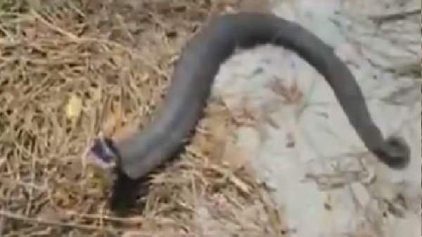 snake spotted in karimnagar district makes strange noises snake spotted in karimnagar district makes strange noises