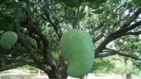 నూర్జహాన్ మామిడి పండ్లు మధ్యప్రదేశ్లోనే..