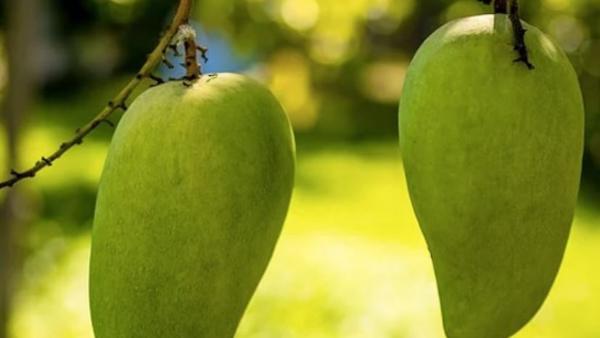 ఒక్కో మామిడికాయ మూడు కిలోలు..