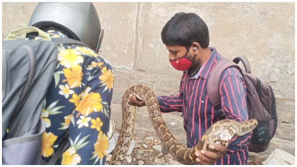 hyderabad-a-15-foot-python-terrified-people-in-shapur-nagar-of-jeedimetla hyderabad-a-15-foot-python-terrified-people-in-shapur-nagar-of-jeedimetla