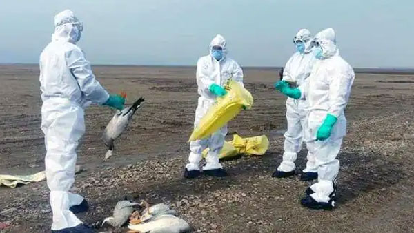 In worlds first case, China reports human getting infected with H10N3 bird flu In worlds first case, China reports human getting infected with H10N3 bird flu