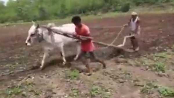 Telangana: A farmer in Adilabad forced to take the help of his son instead of bullock for cultivation Telangana: A farmer in Adilabad forced to take the help of his son instead of bullock for cultivation