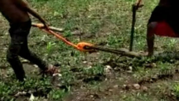కుమారుడే కాడెద్దు...