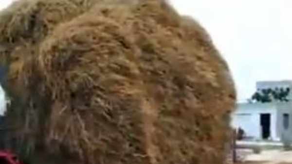 గోశాలలో విందు..