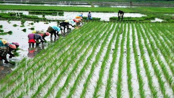 union cabinet approves hike in MSP for kharif crops, allots 5 MHz spectrum to Railways union cabinet approves hike in MSP for kharif crops, allots 5 MHz spectrum to Railways