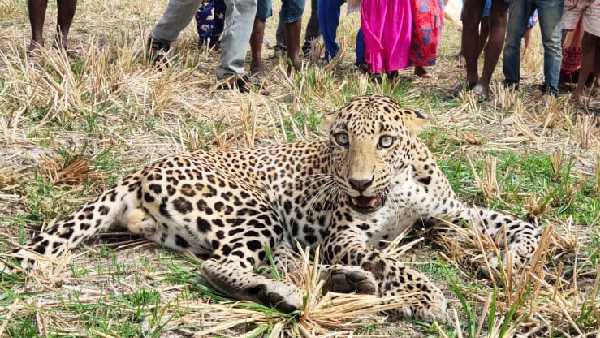 leopard with wounds appeared in mahabubnagar district. leopard with wounds appeared in mahabubnagar district.