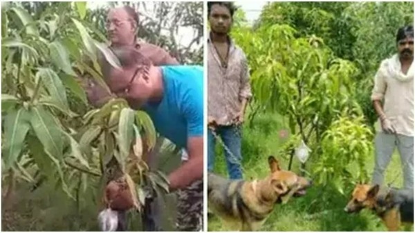 ప్రపంచంలోనే ఖరీదైన మామిడి..