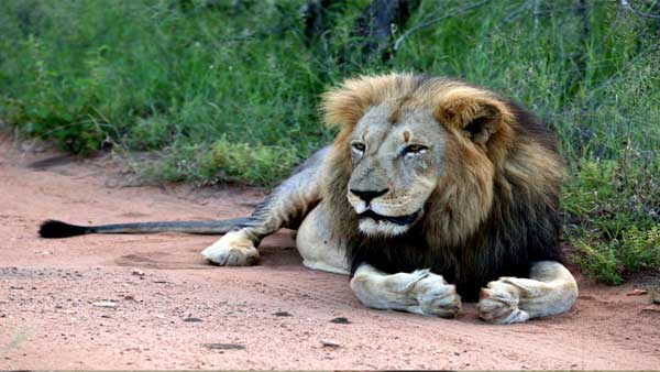 chennai: Another Asiatic lion dies of Covid-19 at Vandalur Arignar Anna Zoological Park chennai: Another Asiatic lion dies of Covid-19 at Vandalur Arignar Anna Zoological Park