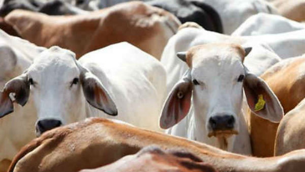 telangana high court key comments on cows illegal transportation telangana high court key comments on cows illegal transportation