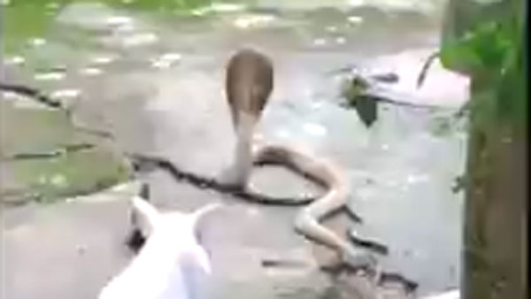 నాగుపాము పడగ విప్పి