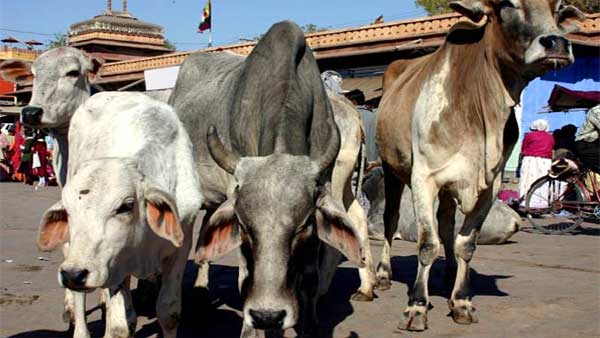 గోమాతకు సీమంతం