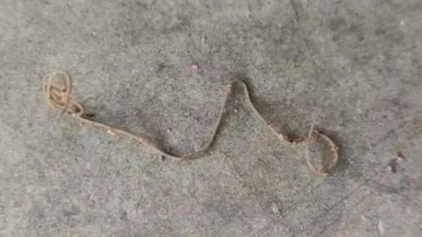 a strange creature like a thread found in nayudupalli nellore district a strange creature like a thread found in nayudupalli nellore district