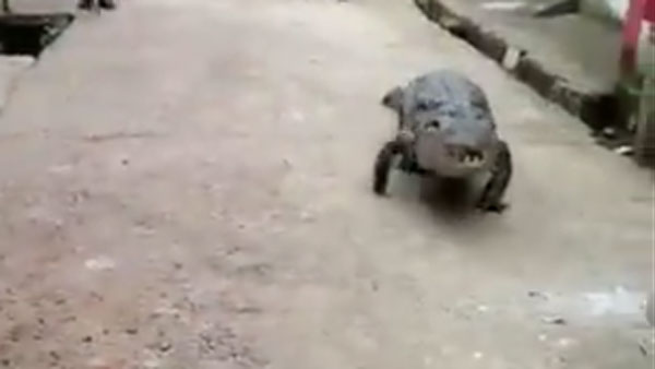 watch viral video of crocodile parading in streets of karnataka village watch viral video of crocodile parading in streets of karnataka village