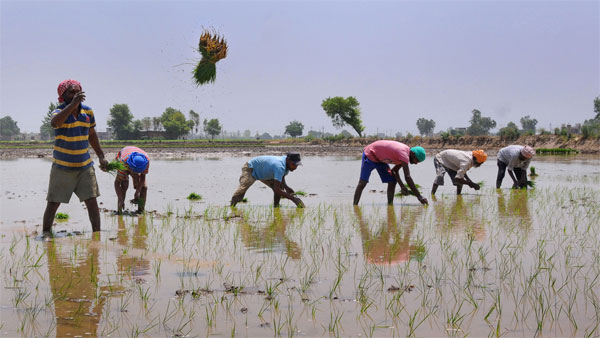 Farmers start their cultivation based on stars Farmers start their cultivation based on stars