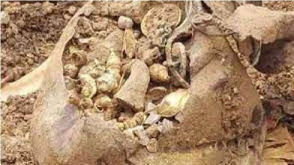 Gold pots found in a field in suryapet district. Gold pots found in a field in suryapet district.