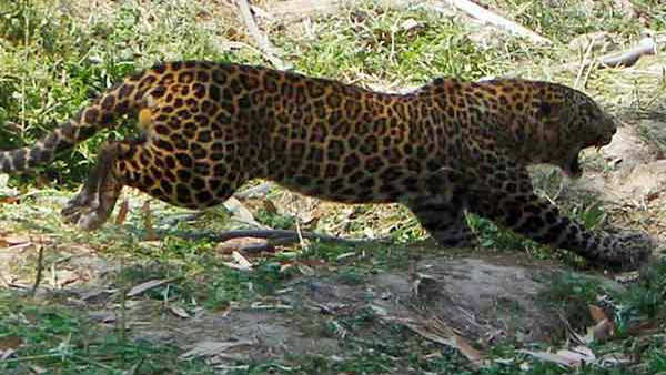 leopard spotted in tirumala ghat road created panic among devotees leopard spotted in tirumala ghat road created panic among devotees