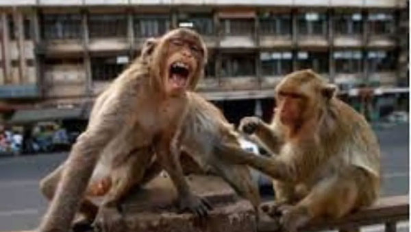 China reported its first human infection with Monkey B Virus and subsequent first death China reported its first human infection with Monkey B Virus and subsequent first death