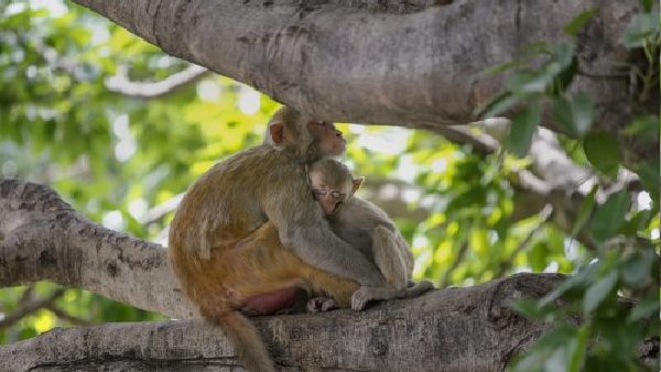 ఆఫ్రికా దేశాల నుంచే వ్యాప్తి...