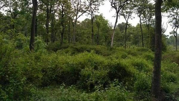 జాగిలాన్ని రంగంలోకి దించినా...