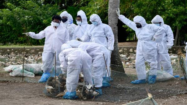 India reports this years first bird flu death: 11-year-old Boy Succumbs at AIIMS Delhi. India reports this years first bird flu death: 11-year-old Boy Succumbs at AIIMS Delhi.