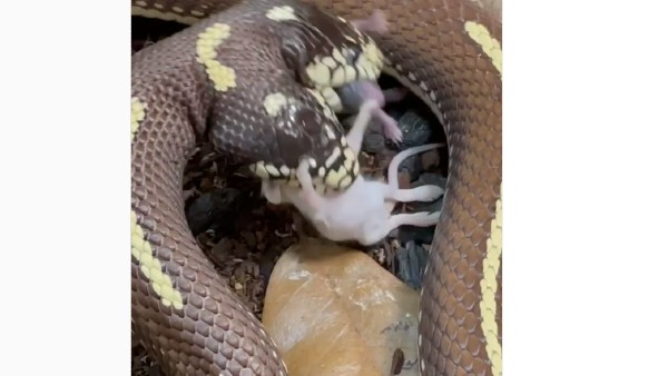 video of double headed snake eats two mice at a time goes viral video of double headed snake eats two mice at a time goes viral