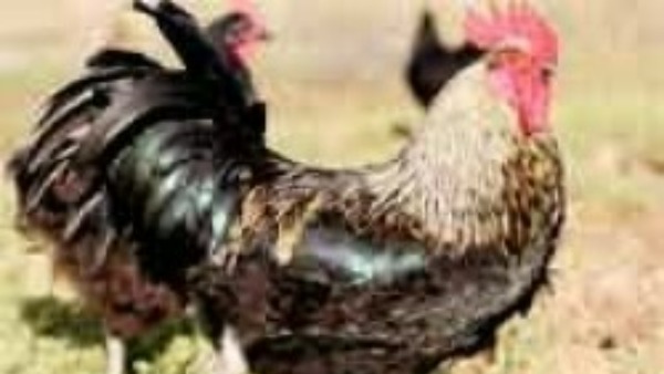 strange incident rooster lays eggs in thottembedu village chittoor strange incident rooster lays eggs in thottembedu village chittoor