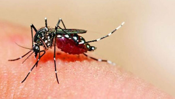 Maharashtra reports first case of Zika virus Maharashtra reports first case of Zika virus