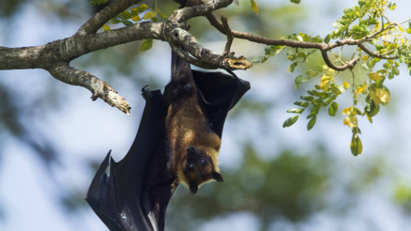 12 years old boy died of nipah virus in kerala kozhikode 12 years old boy died of nipah virus in kerala kozhikode