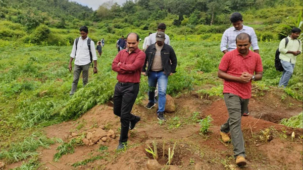 దేశంలో ఎక్కడ గంజాయి పట్టుబడినా మూలాలు ఏపీలోనే