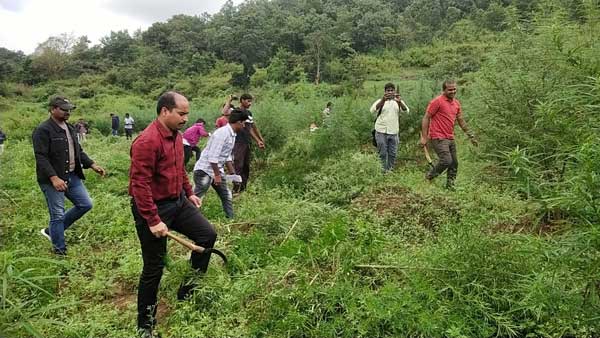 గంజాయి సాగు విశాఖ ఏజెన్సీలో సామాజిక, ఆర్ధిక అంశం