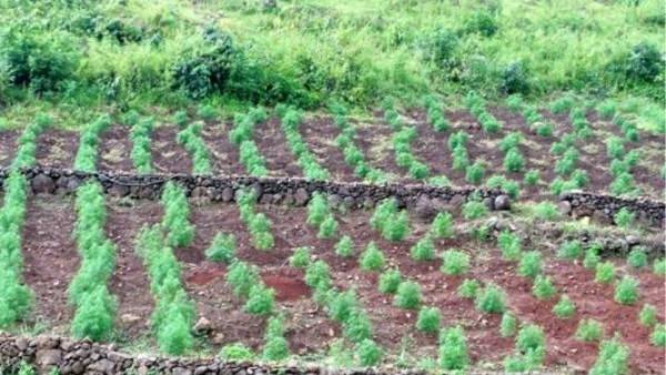 రెవెన్యూ అధికారులు ఏం చేస్తున్నారు?
