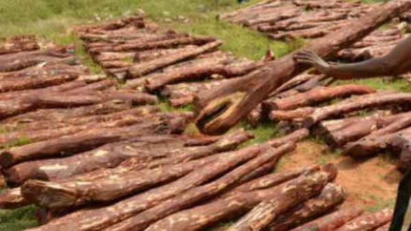 Most Wanted international red sandalwood smuggler Ramanatha Reddy caught by police Most Wanted international red sandalwood smuggler Ramanatha Reddy caught by police