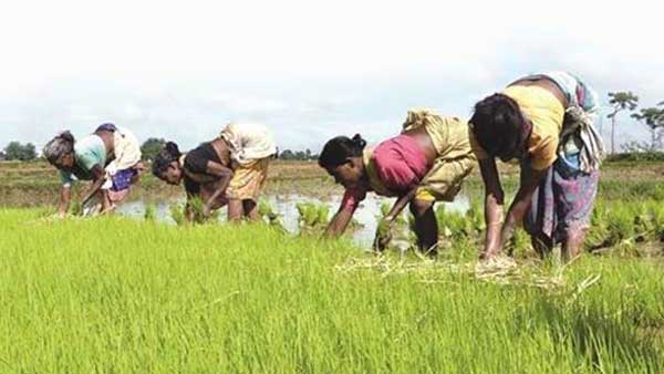 వరి వేస్తే ఉరి వేసుకున్నట్టే.. వరి సాగు వద్దంటూ సడన్ గా నిర్ణయం మార్చుకున్న సర్కార్