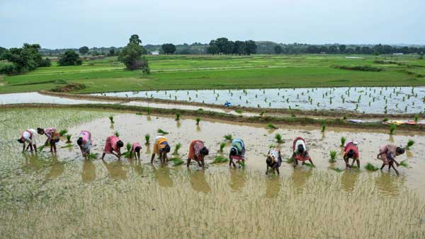 ఏపీ ధాన్యం కొనాలంటే తెలంగాణా వ్యాపారులకు షాక్ ..