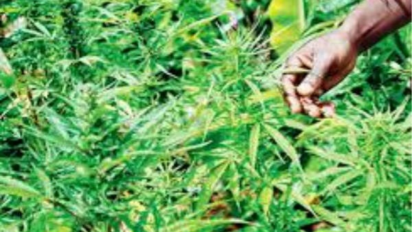 1,820 కిలోల భారీ గంజాయిని పట్టుకున్న పోలీసులు