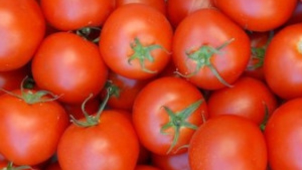 tamato rate cheap in kurnool pattikonda tamato rate cheap in kurnool pattikonda