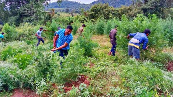 హిమాచల్ ప్రదేశ్ చంబా లోయను మించేలా విశాఖ ఏజెన్సీలో గంజాయి సాగు