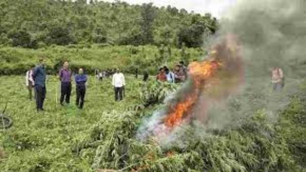 1973లో గంజాయి అక్రమ రవాణాపై తొలి కేసు,