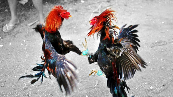 పందెం కోళ్లు