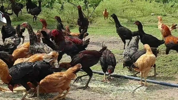 కోళ్లు, పశులు అంటే ప్రాణం