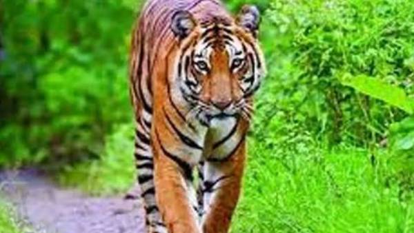 ద్వారకా తిరుమల శివారు గ్రామాల్లో పులి ఆందోళన