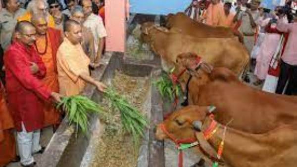 పంటలు నాశనం చేస్తున్న ఎద్దులు, పశువులు