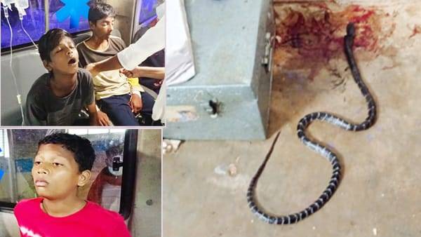 A venomous snake bit three Class 8 students in Vizianagaram, One of the students died A venomous snake bit three Class 8 students in Vizianagaram, One of the students died