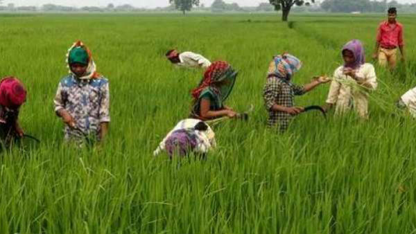 కారుణ్య మరణాల కోసం గవర్నర్ కు పోస్టు కార్డులు రాసిన రైతులు..