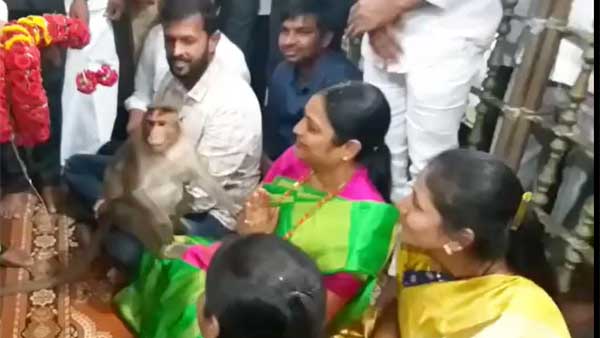 shocking : monkey sit on and blessed ap minister usha sri charan during hanuman puja shocking : monkey sit on and blessed ap minister usha sri charan during hanuman puja